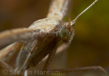 Lepidoptera Pterophoridae - Steven Harsum